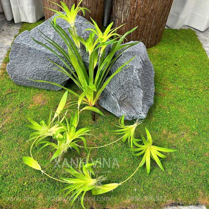 cây leo giả _ Rủ tóc tiên